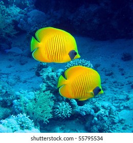 Butterfly fish.