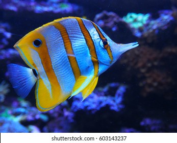 Exotic Fish Dark Blue Striped Orange Stock Photo 1389441290 | Shutterstock