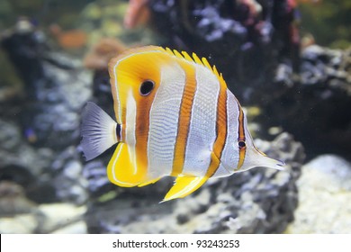 Butterfly Fish