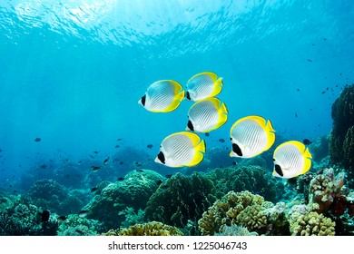 Butterfly Fish in Indonesia Banda Sea