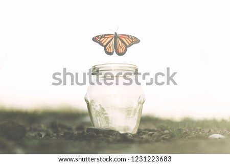 butterfly flies away fast from the glass jar in which she was trapped
