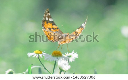Butterfly flies over daisy flowers. Butterfly closeup with beautiful wings. Macro.