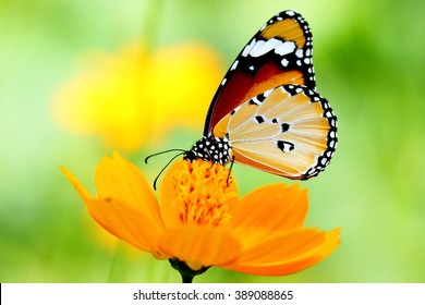butterfly and flower - Shutterstock ID 389088865
