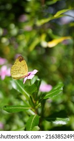 Butterfly and flower. Beauty in imperfection. nature background.
