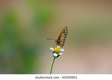 Butterfly and flower on blurry green leaf background:Close up,select focus with shallow depth of field:ideal use for background.