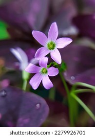 Butterfly flower or Oxalis triangularis with purple flowers and green inner petals in the middle of a yellow pistil with dark purple butterfly-shaped leaves in a garden - Shutterstock ID 2279926701