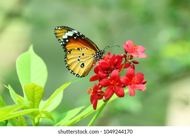butterfly and flowers - Shutterstock ID 1049244170