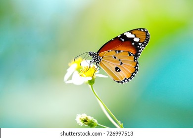 BUTTERFLY AND FLOWERS - Powered by Shutterstock