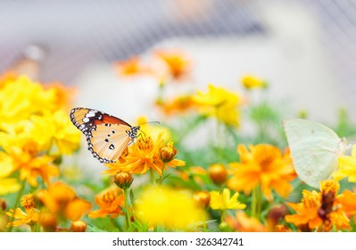 Butterfly And Flowers In The Garden