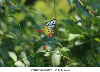 Butterfly Fluttered Down Wings Beating Summer Stock Photo 1467672191