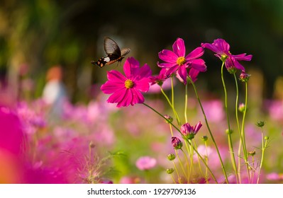 Butterfly fly around purple Mexican Aster (Cosmos bipinnatus) with lovely color HD