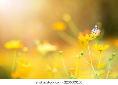 Butterfly fly around yellow cosmos with sunlight. - Powered by Shutterstock