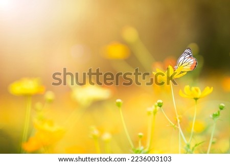 Butterfly fly around yellow cosmos with sunlight.