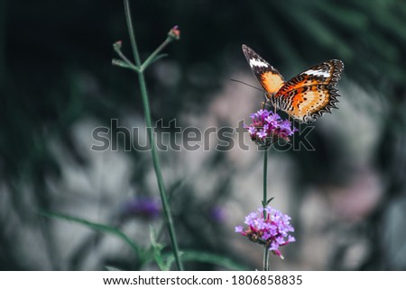 Similar – Image, Stock Photo PURPLE FLOWER Autumn