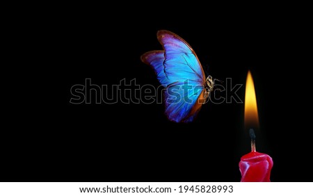 butterfly flying into the light of a candle. bright tropical morpho butterfly and candle flame on black background. temptation and danger