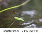 Butterfly flying in the nature.