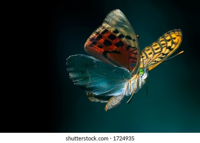 butterfly flying on dark bottom