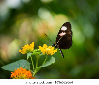 Butterfly From The Franklin Park Conservatory