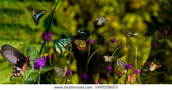 Butterfly garden in one frame with different verity\
of butterflies in one frame.This photo has won nominee award in 6th\
Fine Art Photography\
Award