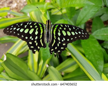 Butterfly, Graphium, Agamemnon, 