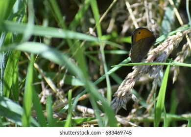 Butterfly in Grass