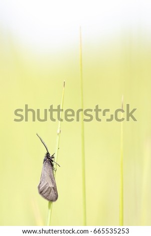 Similar – Image, Stock Photo Garden snail V Leaf