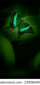 Butterfly Green swallowtail butterfly, Papilio palinurus in a rainforest