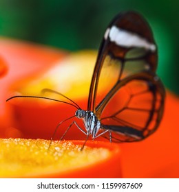 Butterfly (Greta Oto) With Transparent Wings Feeds On Flower