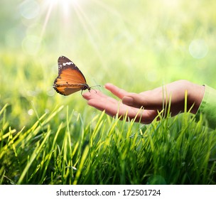 butterfly in hand on grass