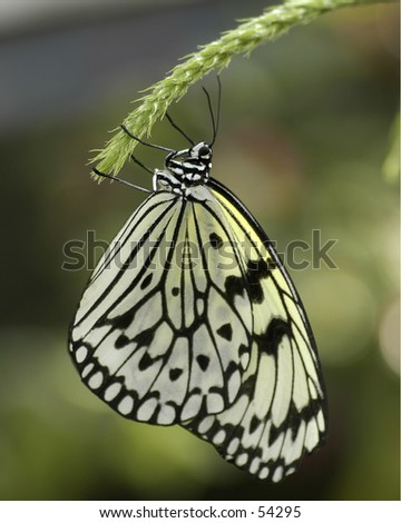 Similar – baumnymphe Schmetterling