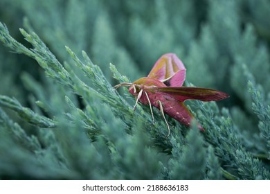 Butterfly Hawk Moth On An Evergreen Cover, Incredible Wildlife