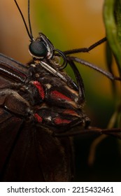 Butterfly Head With Rolled Sucker In A Detail