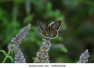 Butterfly .Hoedes Tityrus.Male.Sitting On Spear Mint.