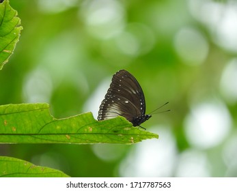 Butterfly Hypolimnas Anomala On The Leaf