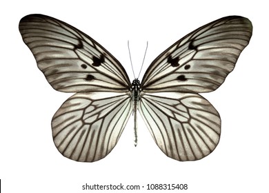 Butterfly Species Prioneris Philonome Isolated On Stock Photo (Edit Now ...