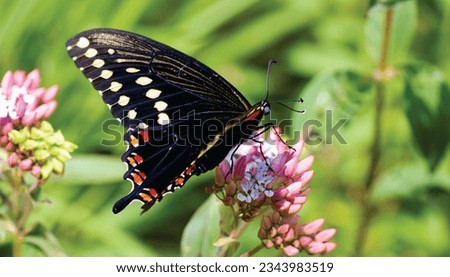 The butterfly in the image is a black and white butterfly. It is most likely a black swallowtail butterfly. Black swallowtails are one of the most common butterflies in North America.