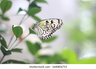 Butterfly. Image Shot At Butterfly Garden At Singapore Zoo. An Enclosure With A Huge Number Of Butterflies.