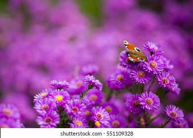 Butterfly Inachis Io On Purple Flowers