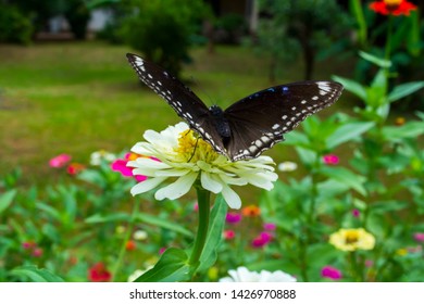 Butterfly Island, White Zinnia In The Garden