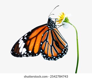 Butterfly isolated image. Butterfly with flower beautiful animal insect isolated on plain background. Butterfly insect animal, aesthetic photography. Monarch butterfly with white flower. - Powered by Shutterstock