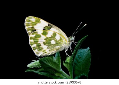 Butterfly Isolated On Black Background