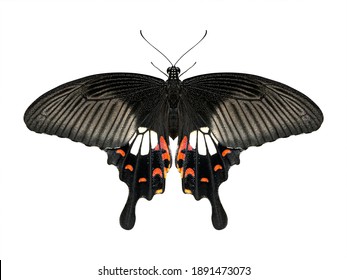 黒蝶 の写真素材 画像 写真 Shutterstock