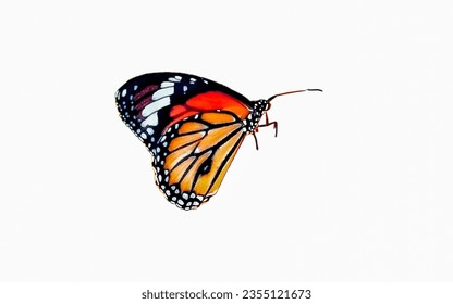 Butterfly isolated on white background, Monarch butterfly.