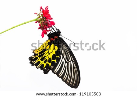 butterfly isolated on whiteBeauty butterfly thailand Closeup butterfly on flower butterfly butterfly  butterfly asia
