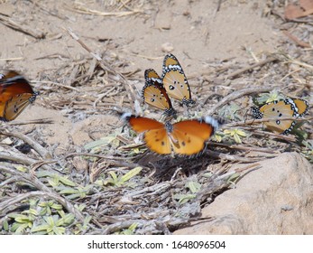  Butterfly In King Farouk Garden In Alexandria