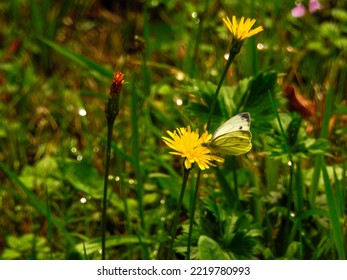 Butterfly Kisses Flower In Golling An Der Erlauf