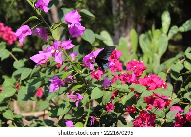 Butterfly Kisses The Flowers To Make The Flowers Live