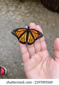 Butterfly Kisses In The Forest