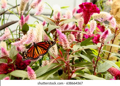 butterfly at Krohn conservatory