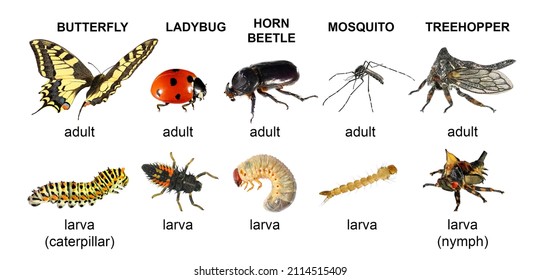 Butterfly, ladybug, horn beetle, mosquito, treehopper. Adult insects and their larvae. Isolated on a white background 